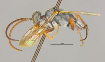 Media type: image;   Entomology 13629 Aspect: habitus lateral view